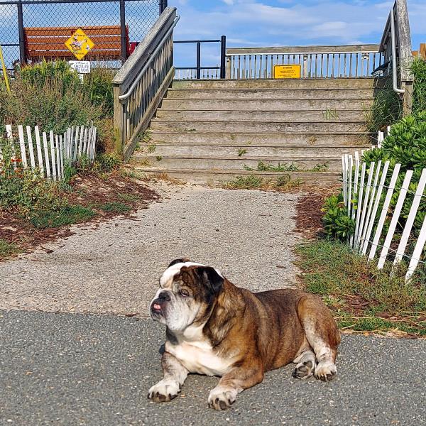 /Images/uploads/Long Island Bulldog Rescue/LIBR-2025-Calendar/entries/32323thumb.jpg